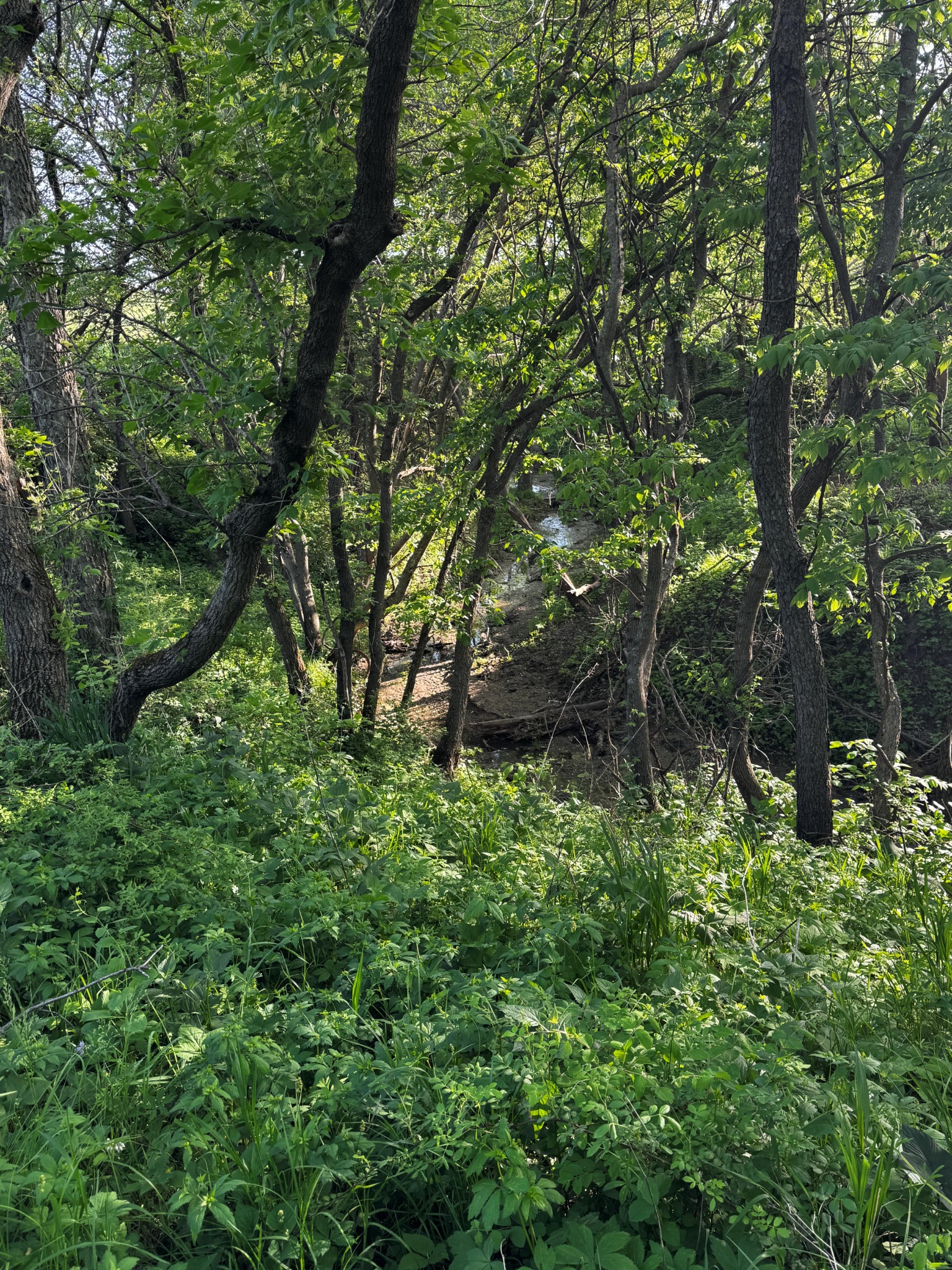 Wooded creek and natural cover