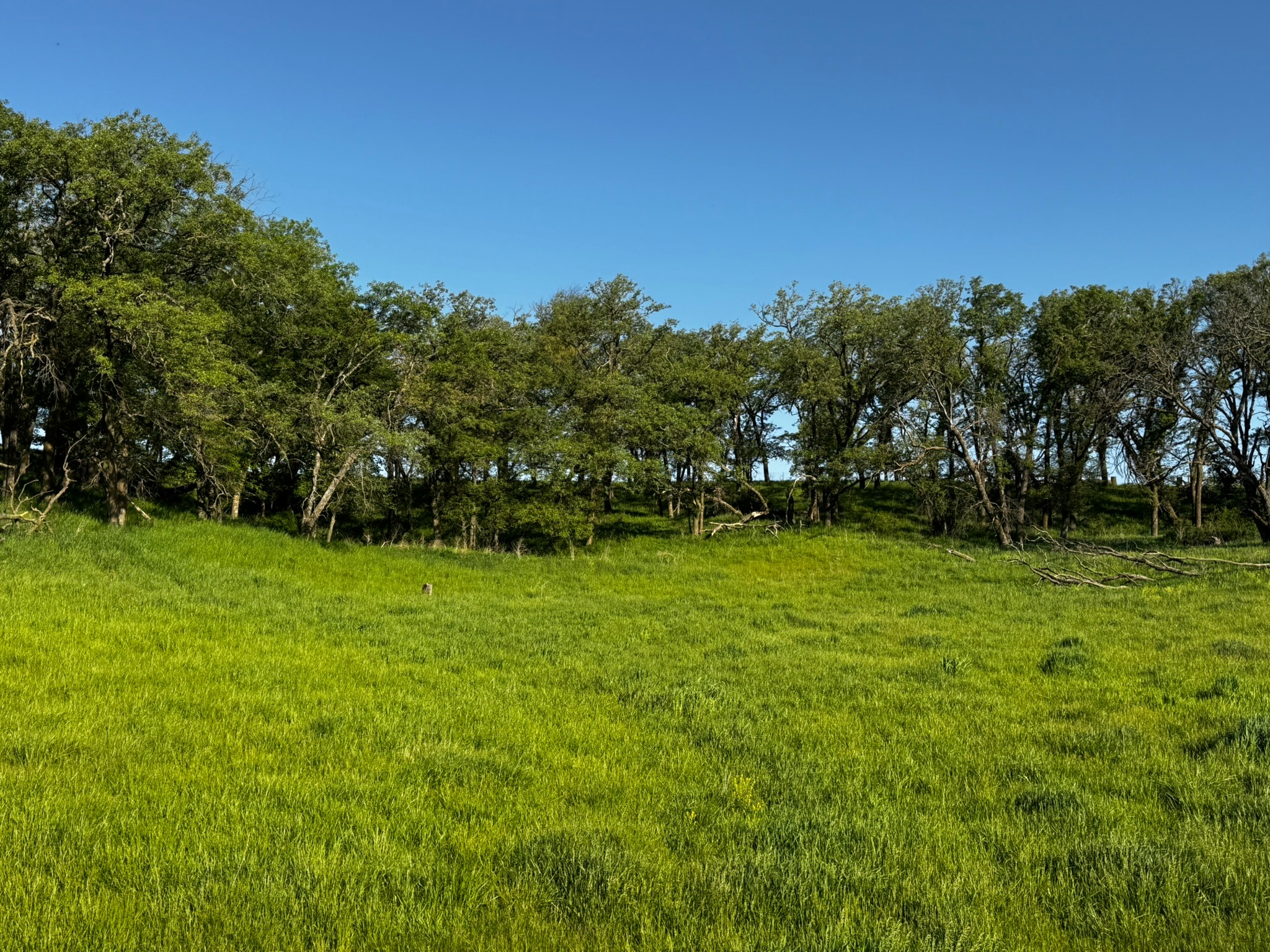 Timbered hillside